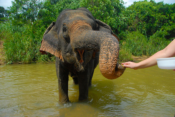 Take a bath with an elephant in Krabi