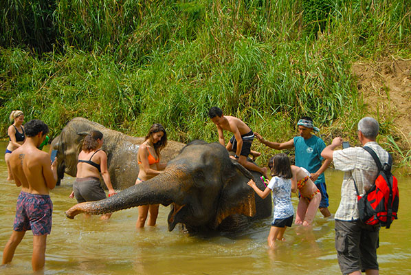 Elephants love a bit of a play and pamper 