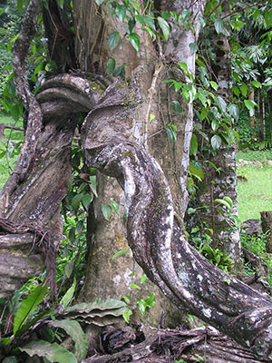Beautiful jungle flaura and fauna at Phanom Bencha National Park